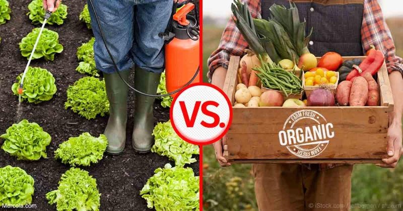 organic-farming-in-UAE-vs-Non-Organic